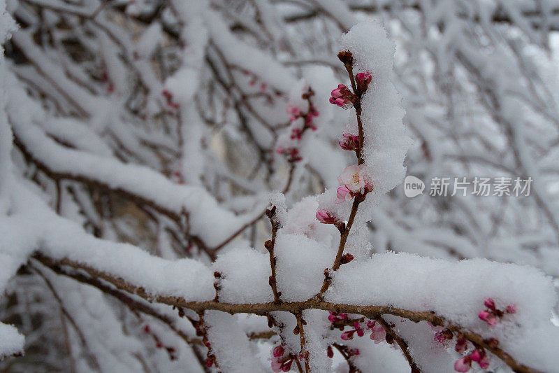 樱花在雪中盛开