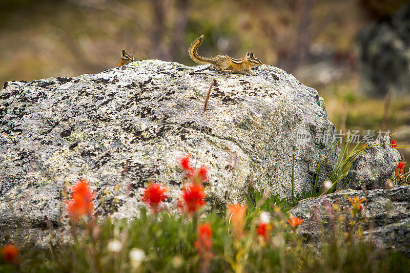 松鼠在高山的岩石上互相追逐。
