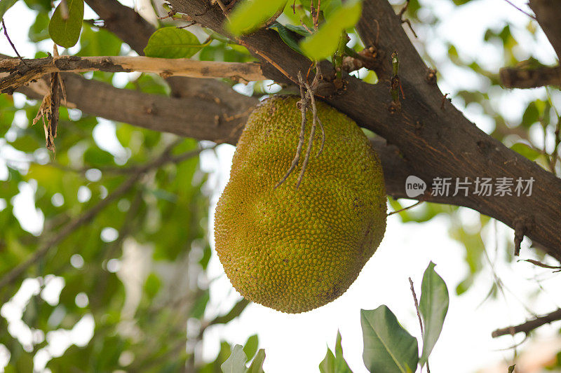 大菠萝蜜在树上