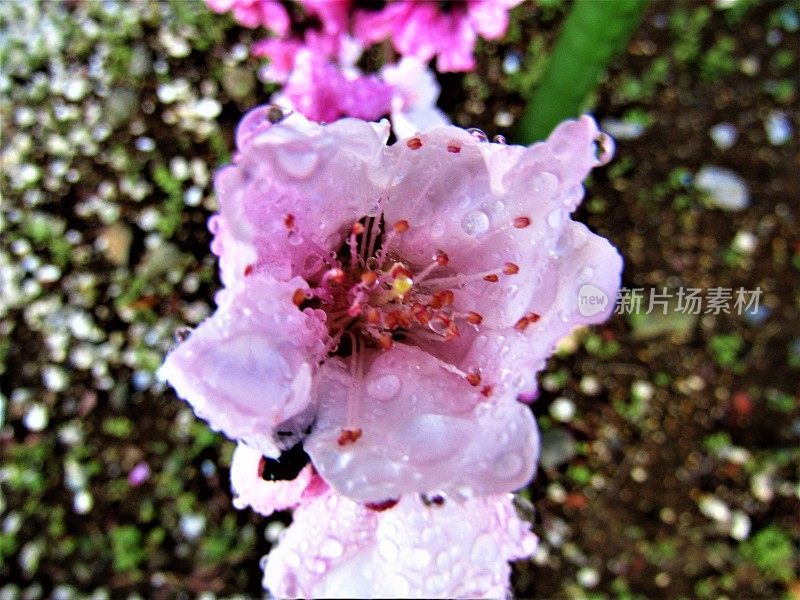 日本。3月底。樱花在美丽的阳光明媚的早晨雨后。