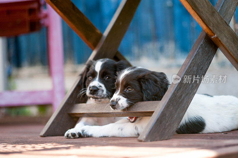 顽皮的小猎犬幼犬测试它的牙齿在咀嚼花园椅子，因为它放松在树荫下与它的同伴。