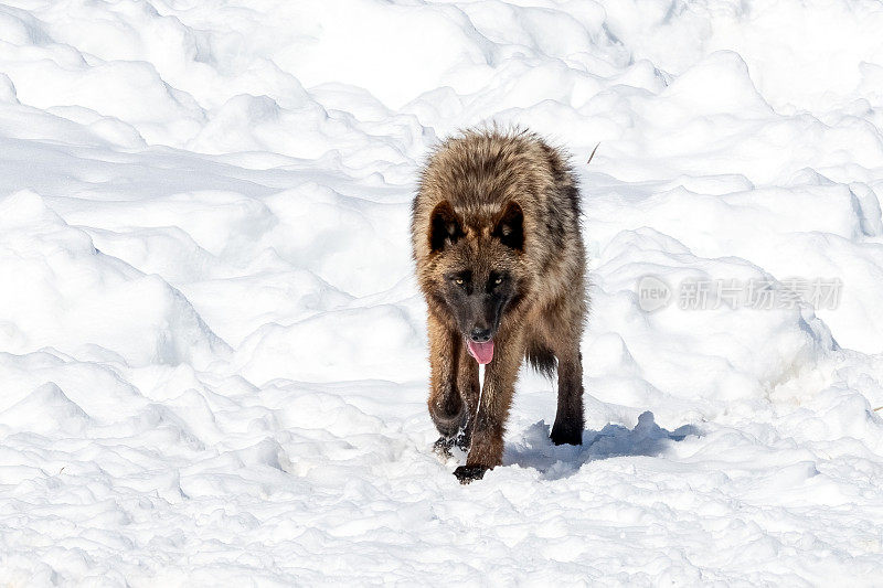 黄石国家公园里的马皮提灰太狼是一种漂亮、强壮、青铜色的大狼