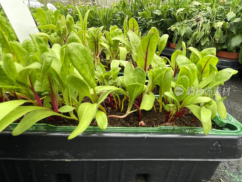 近距离图像的塑料植物托盘种植甜菜根植物幼苗，紫色叶脉，重点在前景