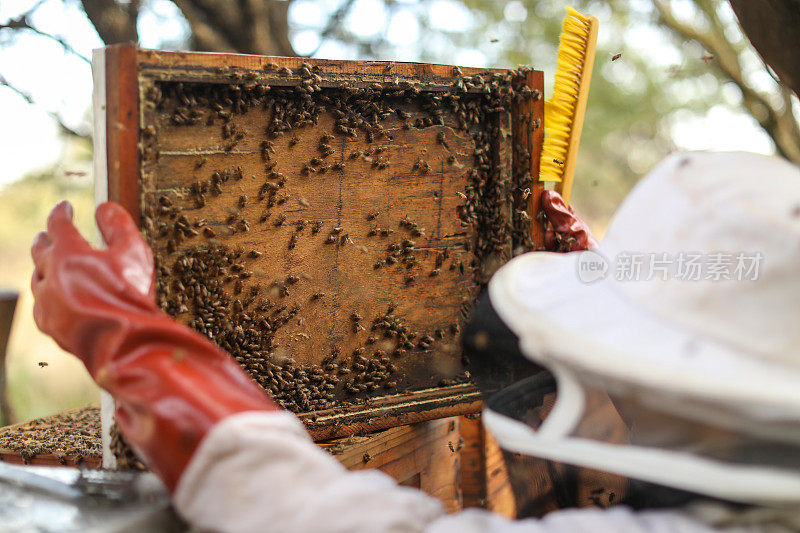 一个14岁的养蜂人在维护他的蜂箱。