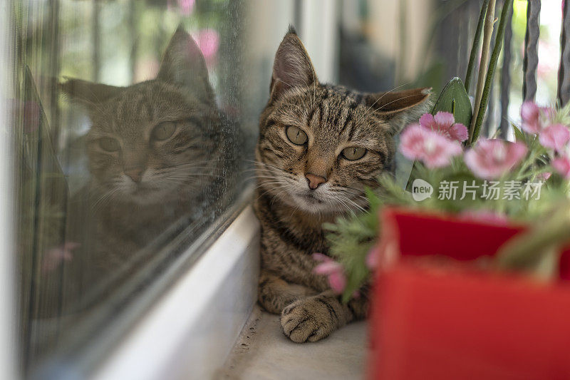 阳台上的野猫越来越近了