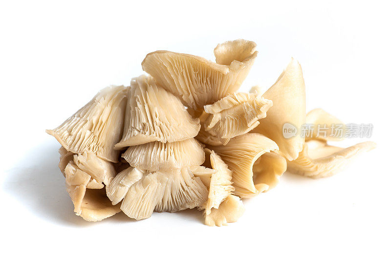 平菇平菇或通常为平菇