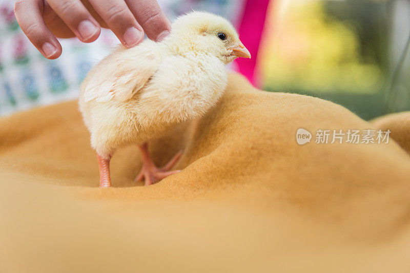 小孩抱着毛茸茸的黄色小鸡，特写镜头