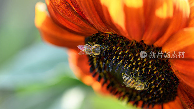 .Bee和花。特写的条纹大蜜蜂收集花粉的红花在一个阳光灿烂的日子，宏观