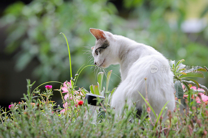 幸福快乐的猫