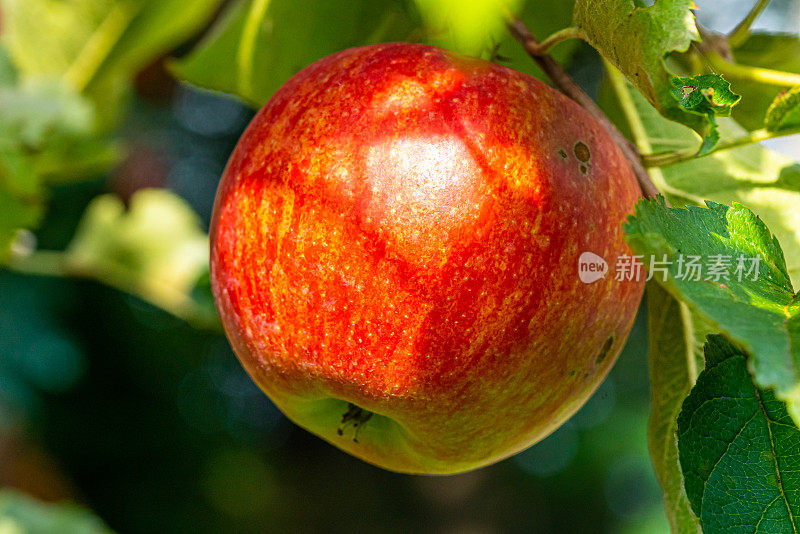 特写红苹果挂在有叶子的树上