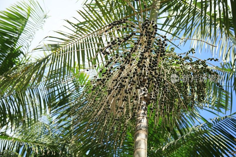 在巴伊亚岛种植欧洲甘蓝