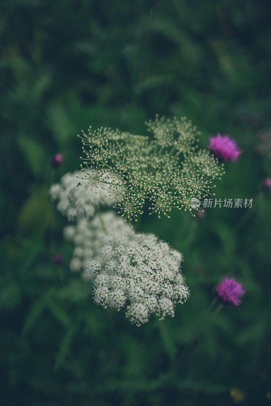 高山草甸野花的特写