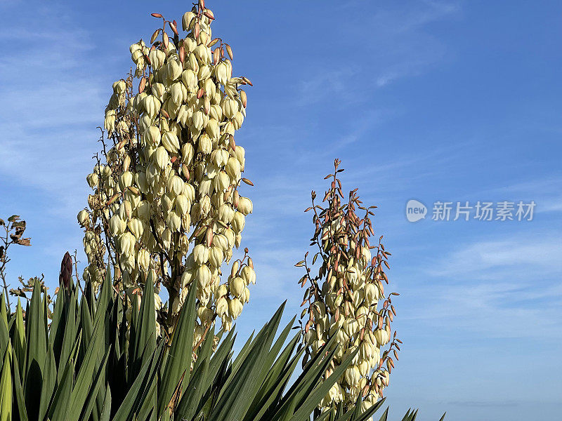 英格兰多塞特郡普尔湾海岸线上盛开的火焰丝兰