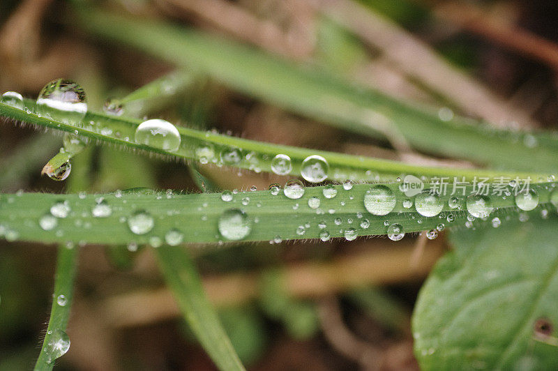 水滴在草地上