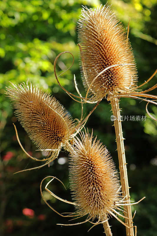 在阳光明媚的秋天，后花园常见断续(续断续)种子头的特写图像，聚焦前景