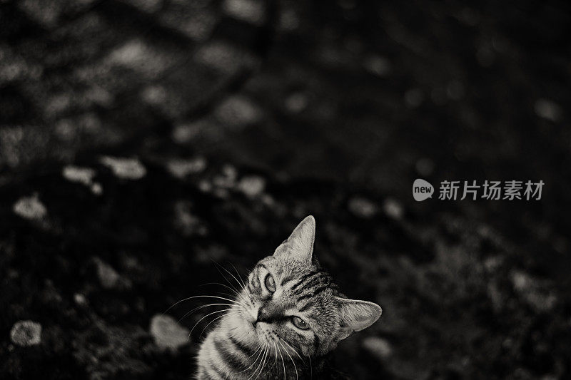 可爱的小猫抬头看，Sepia