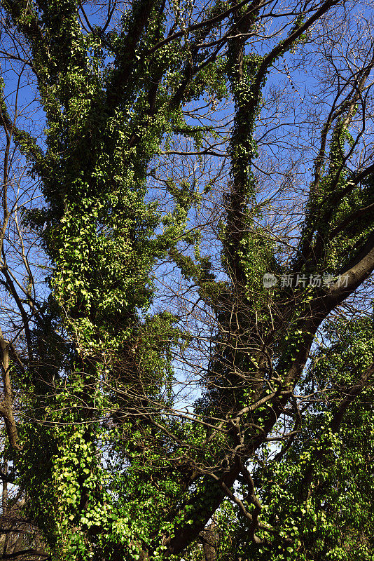 常青藤长在冬天的树上