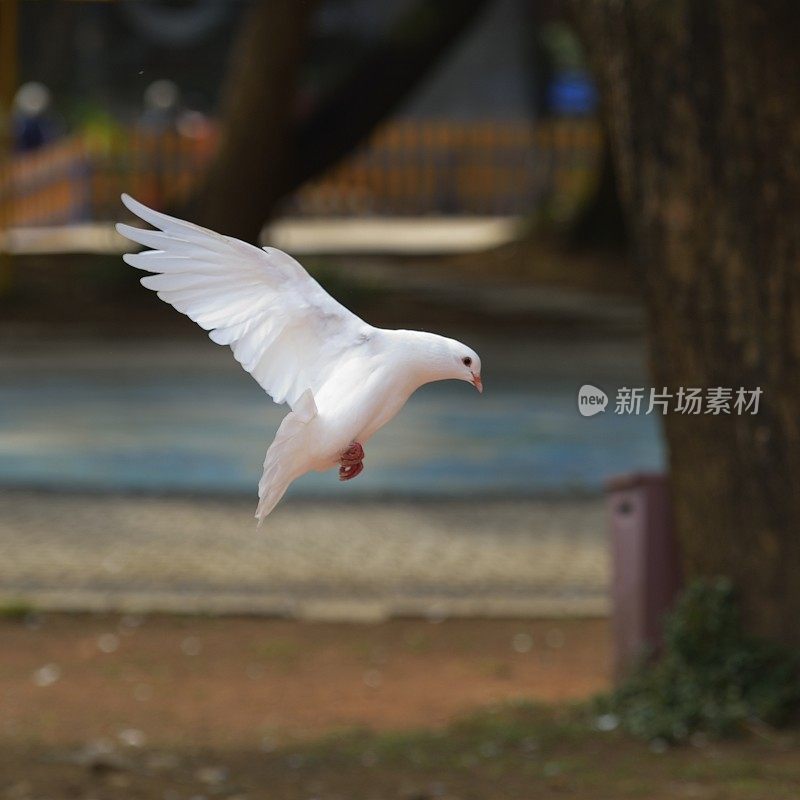 在树林里飞翔的鸽子