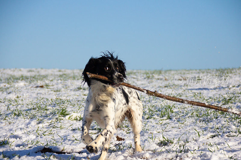 在寒冷的冬天，一只漂亮的西班牙猎犬拖着一根大棍子穿过雪地，享受着在户外玩耍和锻炼的乐趣。
