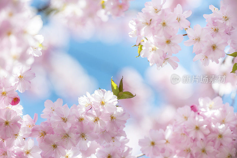 春天樱花盛开，天空湛蓝