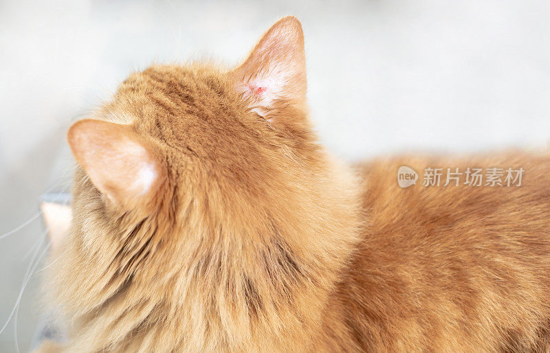 猫耳朵有真菌损伤的感染伤口必须治疗，以防止传播:猫的健康和清洁