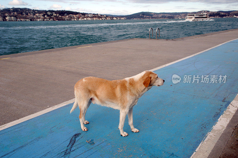 海边的流浪狗