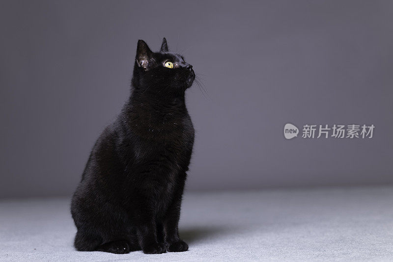 老黑的猫