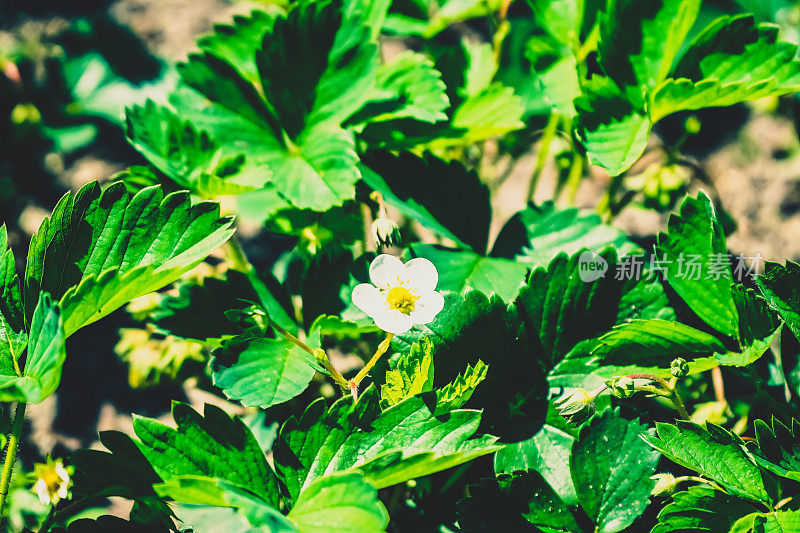 花园里一株漂亮的植物。