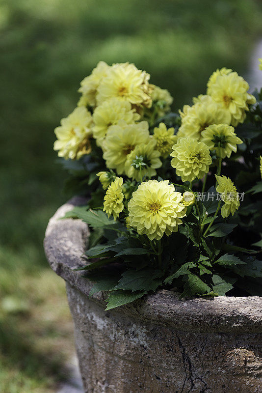 后院花园里秋天的盆栽菊花。