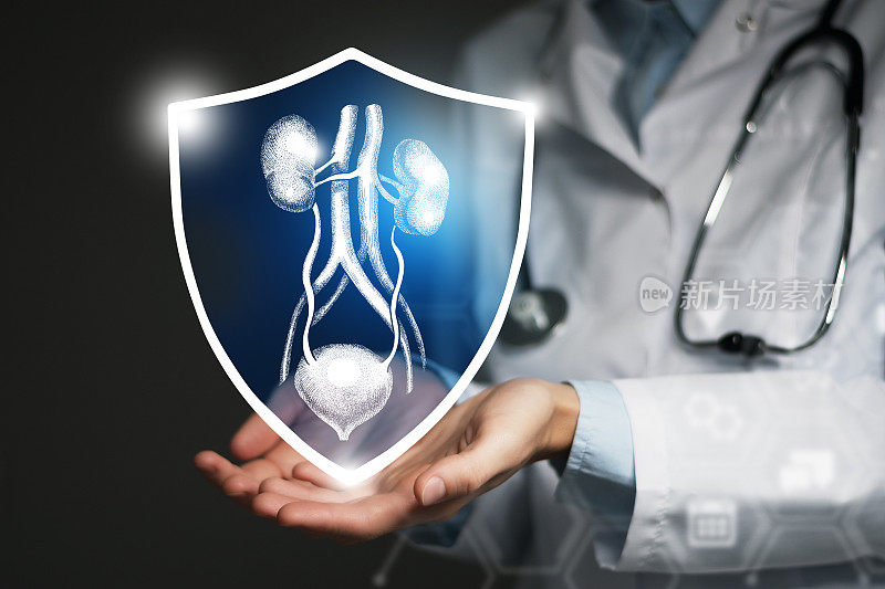 无法辨认的女医生手持盾牌和图形虚拟可视化膀胱和肾脏器官在手中。