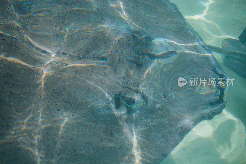 浅水中的黄貂鱼