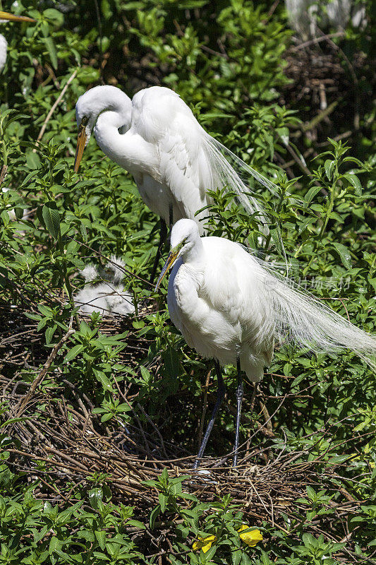 在佛罗里达州基西米的卵石溪保护区，大白鹭和幼鸟配对，那里的观鸟者和游客全年都享受着那里的生态旅游机会。