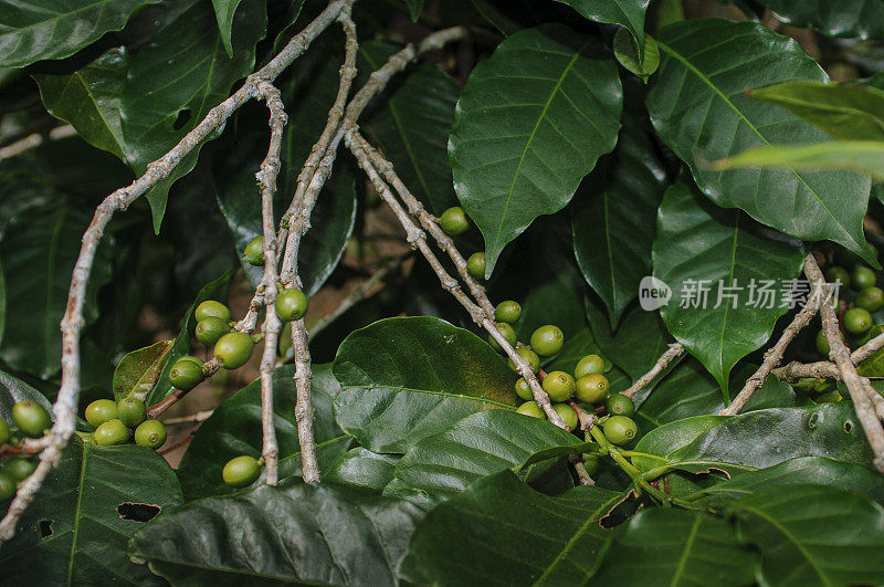 树上成熟的咖啡豆