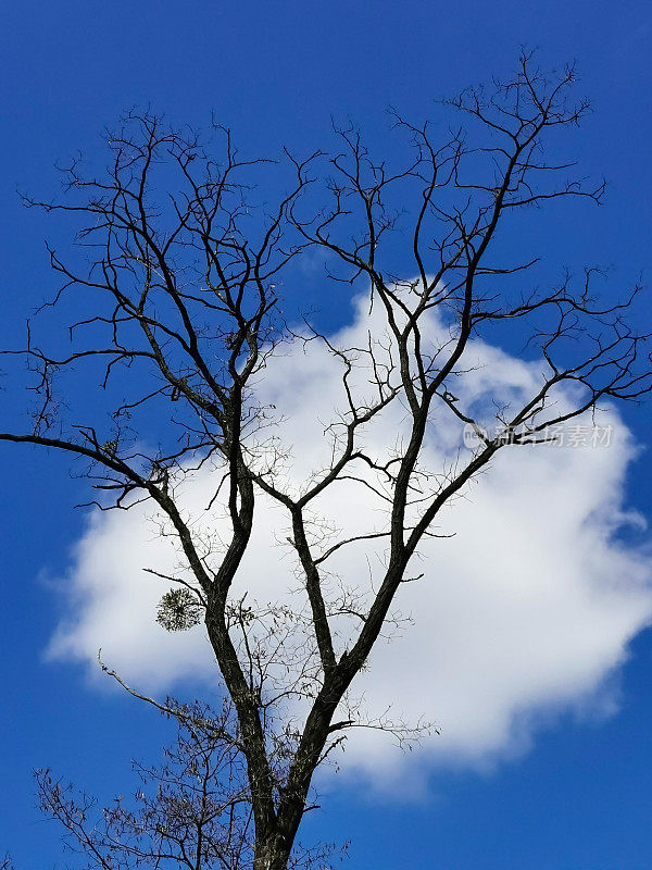 在蓝天白云的衬托下，一棵干燥的树。