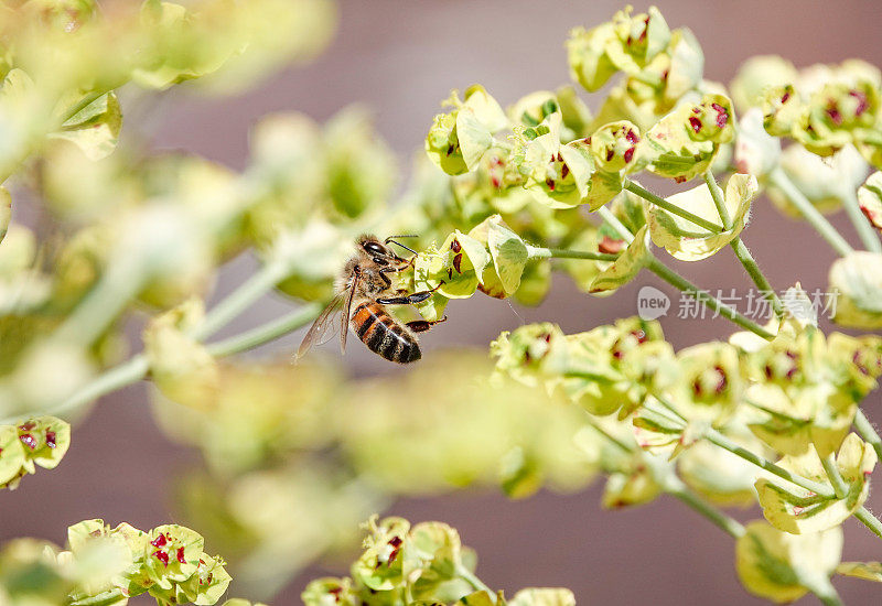 蜜蜂在英国肯特郡恩斯福德的大黄蜂上