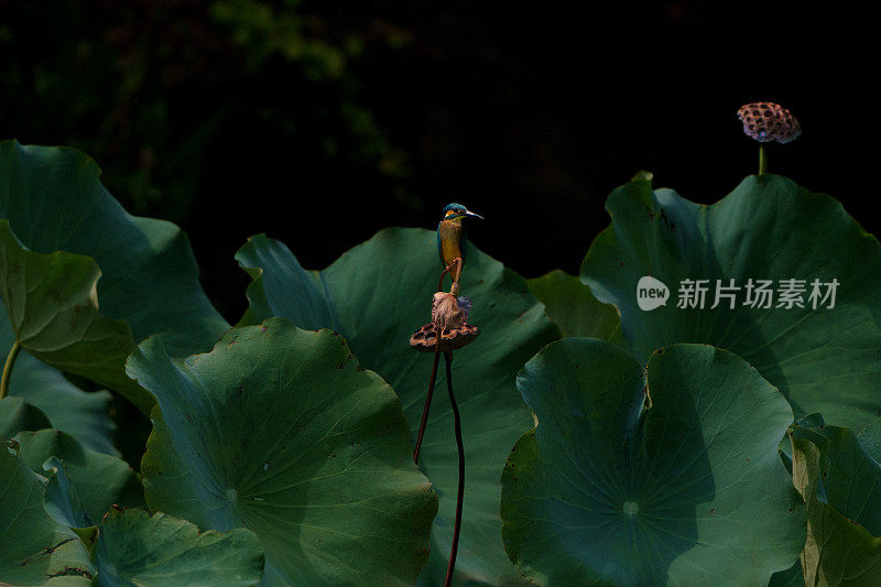 一只翠鸟站在干莲花荚上，在水里寻找鱼。