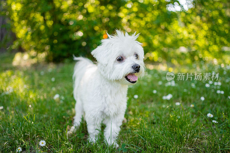 这只马耳他犬在公园里享受夏日的美好时光