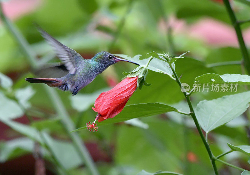 飞行中的棕尾蜂鸟