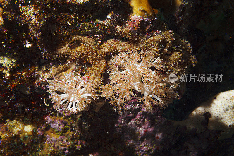 固着种子直感珊瑚。海洋生物宏观，特写。软珊瑚礁水下照片水肺潜水员的观点红海