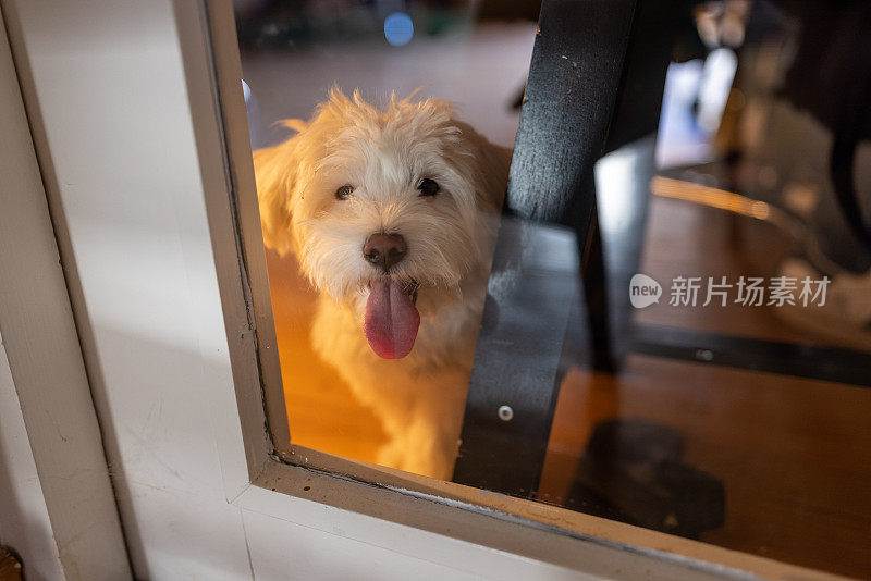 一只透过玻璃门往外看的马耳他狗