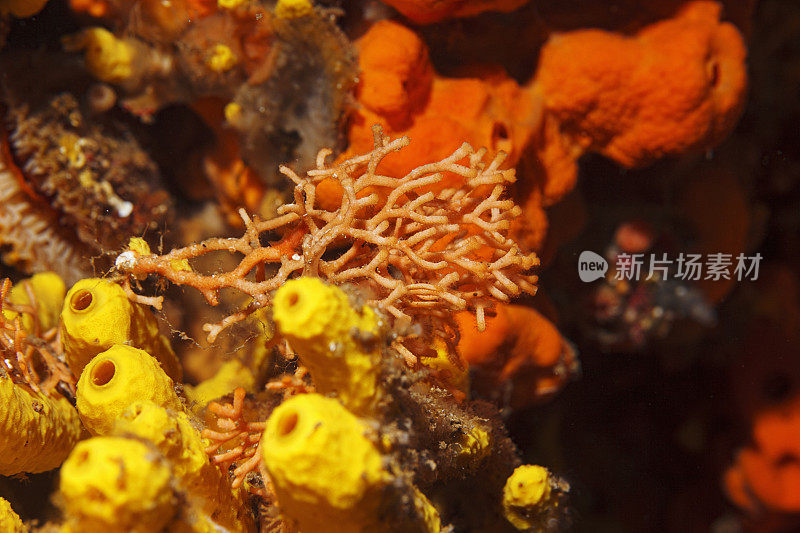 海洋生物红色硬珊瑚和黄色管海绵从水肺潜水员的观点水下照片