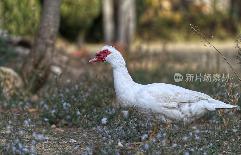 鹅简介