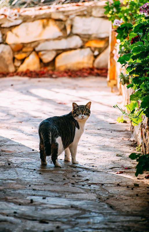 花园中的虎斑猫