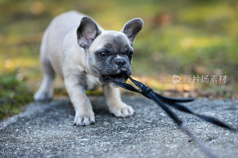 法国斗牛犬小狗拉皮带