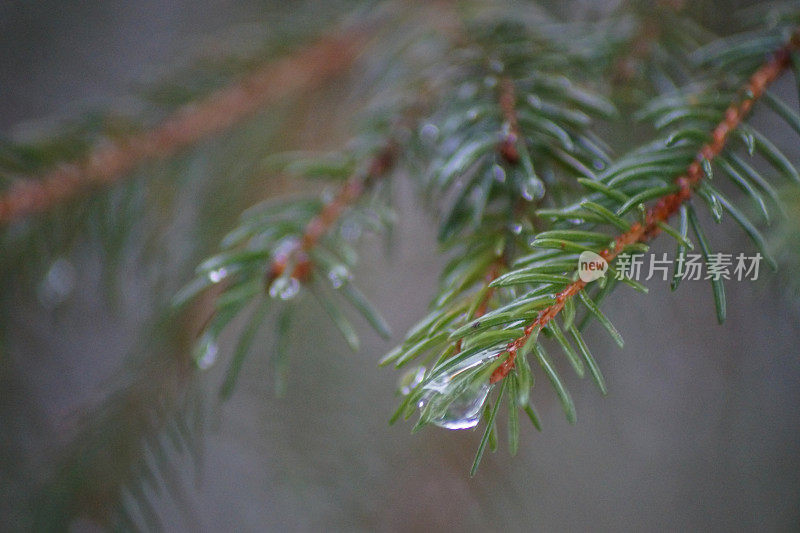 松枝上水滴的特写