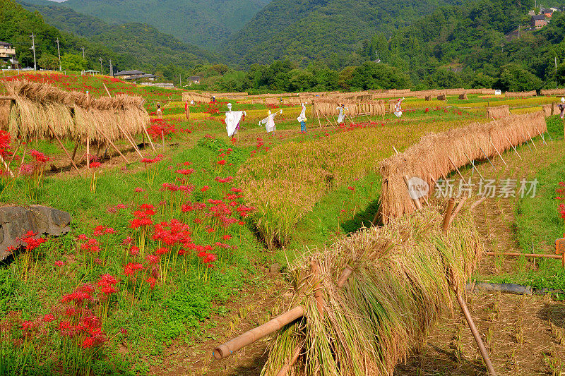 秋日的寺坂梯田，位于琦玉县秩父县