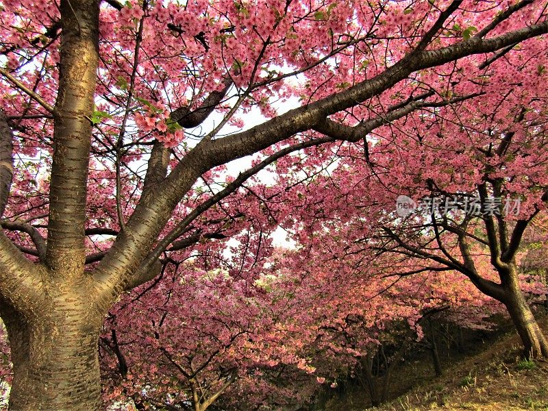 日本。3月。梅花盛开。的印象。