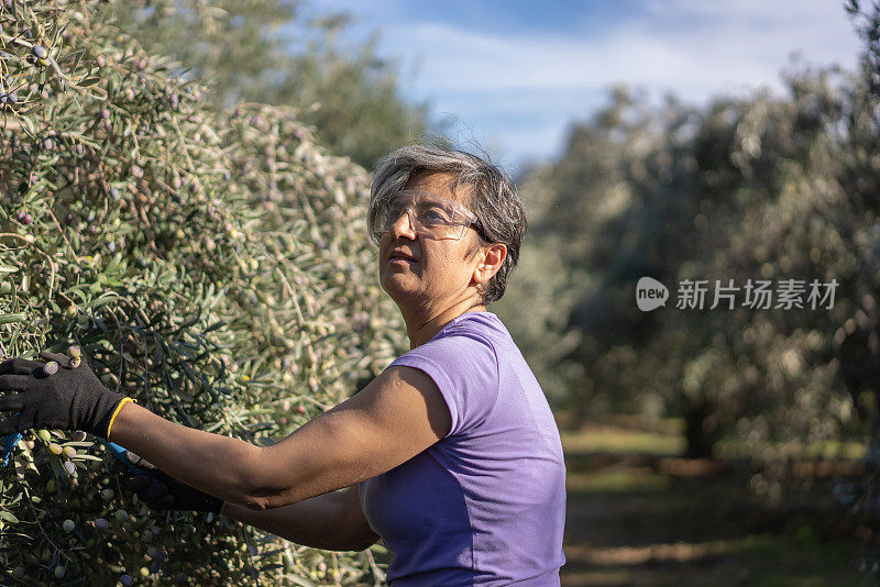 妇女在橄榄林收获橄榄的肖像