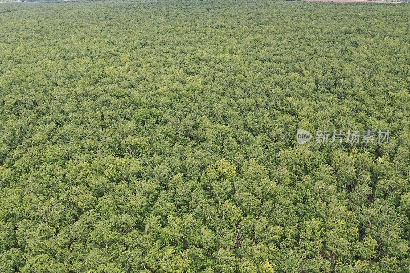 商业橡胶树种植园的鸟瞰图