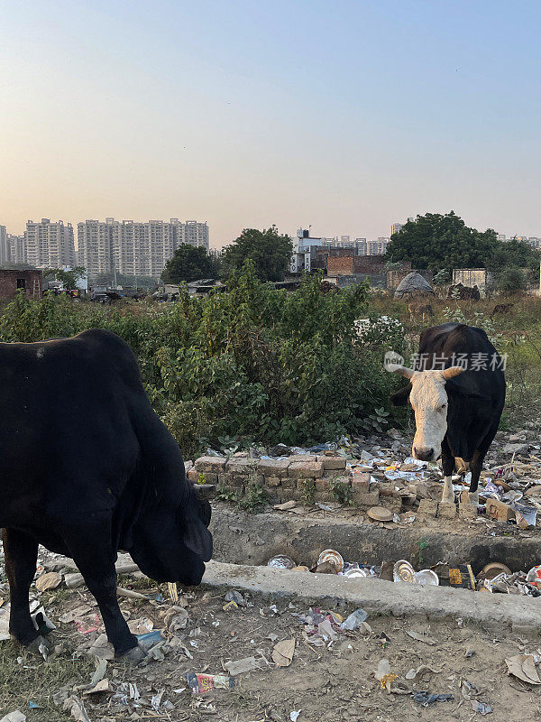 印度野生圣牛在荒地上覆盖着苍蝇倾倒垃圾的图像，在路边拾荒，公寓楼背景，重点在前景